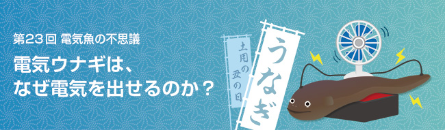 電気ウナギは、なぜ電気を出せるのか？