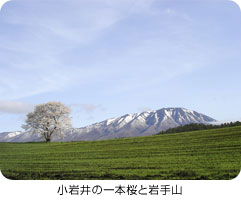 小岩井の一本桜と岩手山