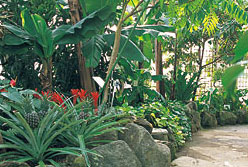 熱帯植物園